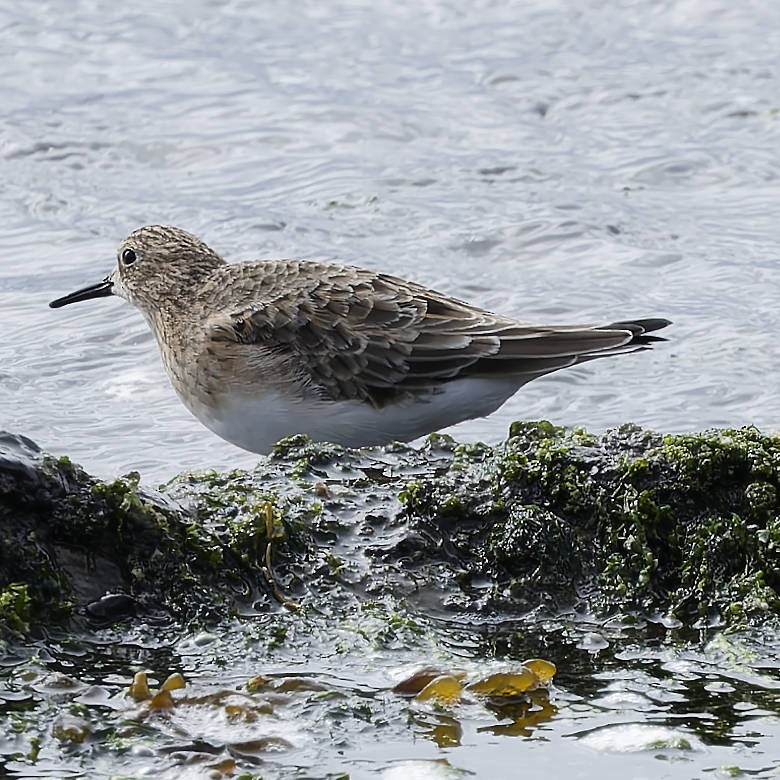 Uzun Kanatlı Kumkuşu - ML651077431