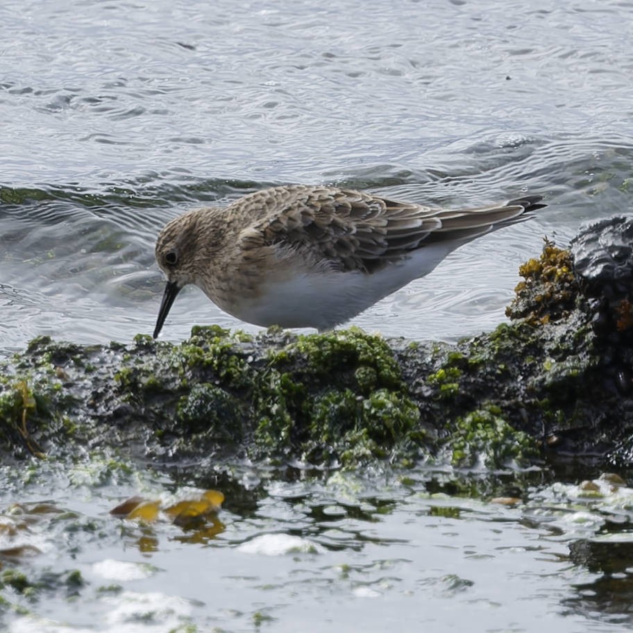 Uzun Kanatlı Kumkuşu - ML651077432