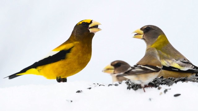 Evening Grosbeak - ML651077677
