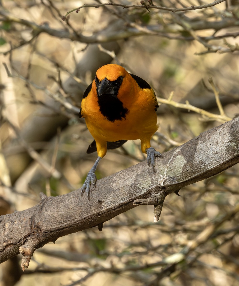 Altamira Oriole - ML651077719