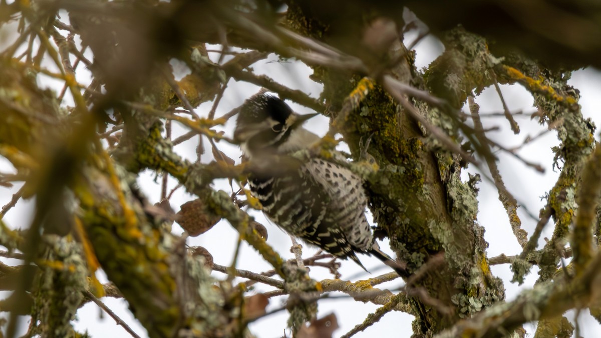 Nuttall's Woodpecker - ML651077732
