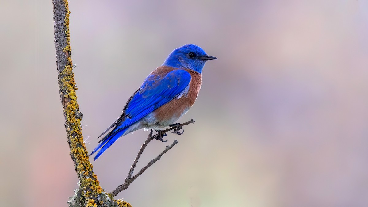 Western Bluebird - ML651077777
