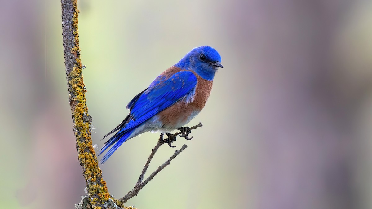Western Bluebird - ML651077778