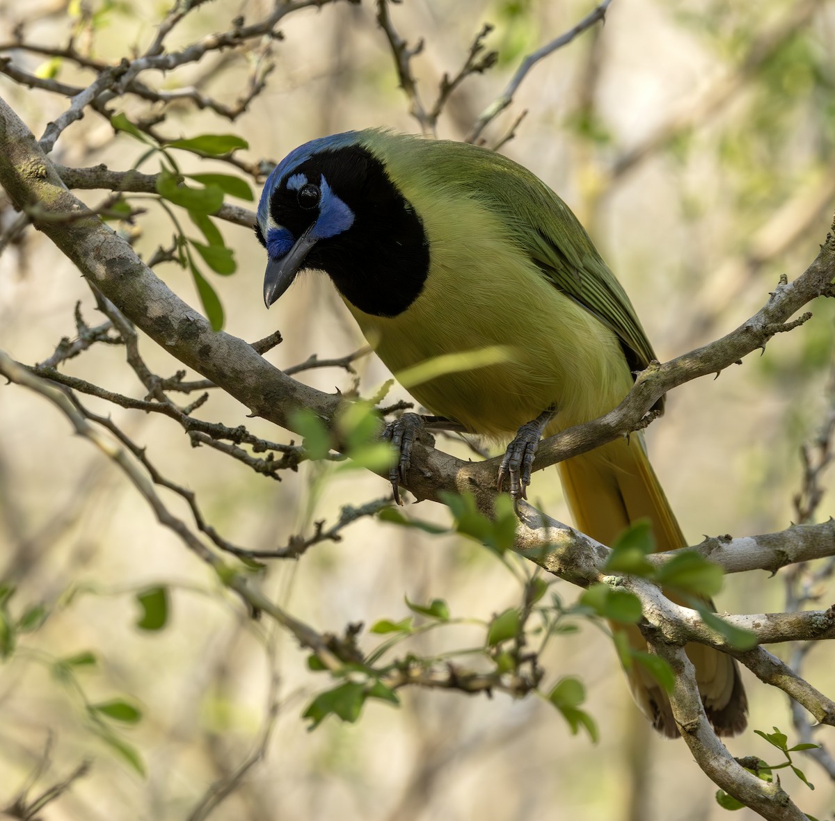 Green Jay - ML651078094