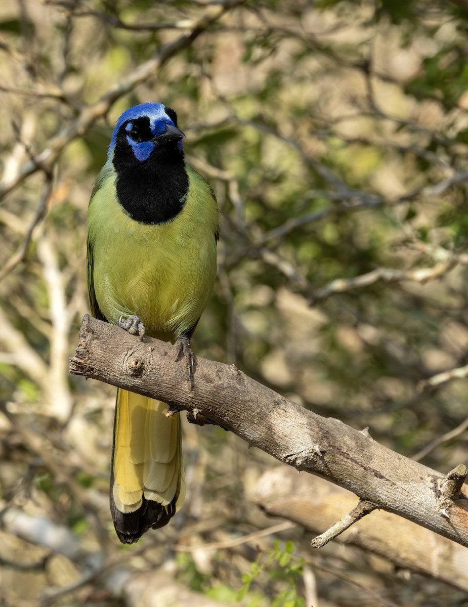 Green Jay - ML651078363