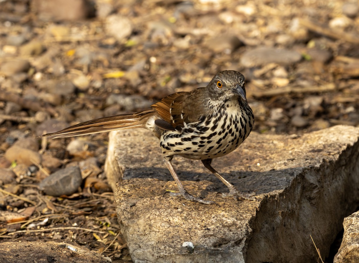 Long-billed Thrasher - ML651078618