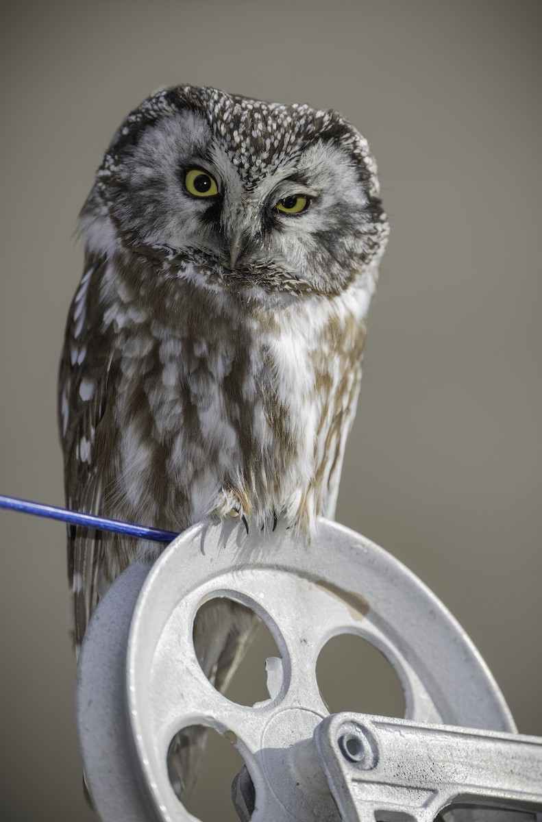 Boreal Owl - ML651078879