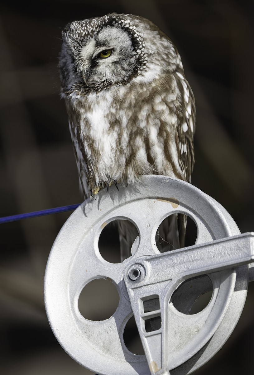 Boreal Owl - ML651078880