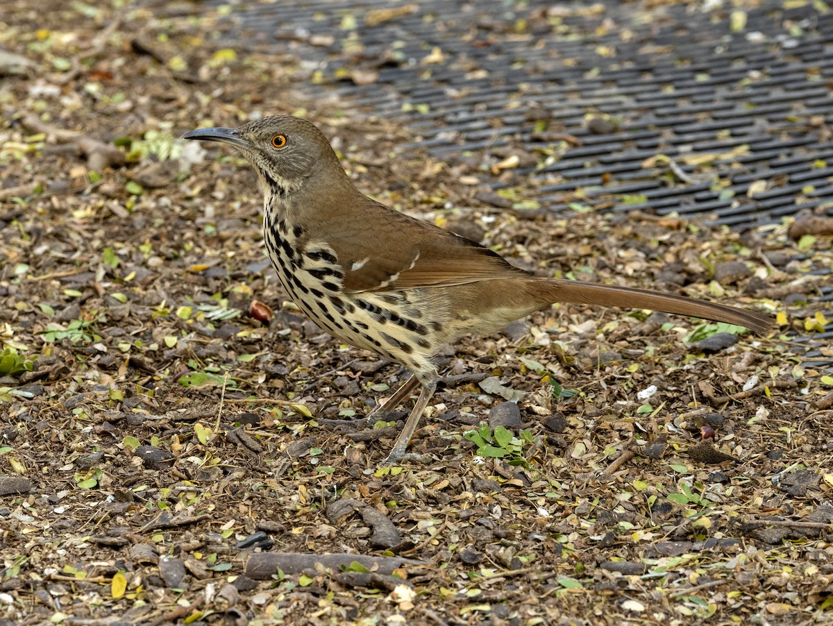 Long-billed Thrasher - ML651079190