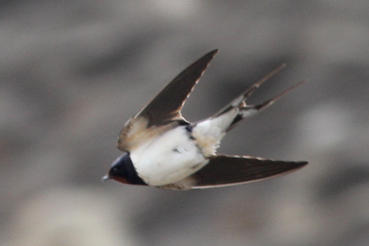 Barn Swallow - Noah Strycker