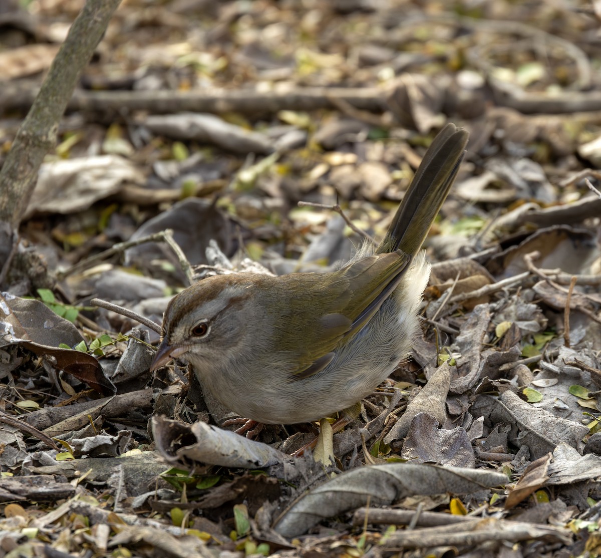 Olive Sparrow - ML651079514