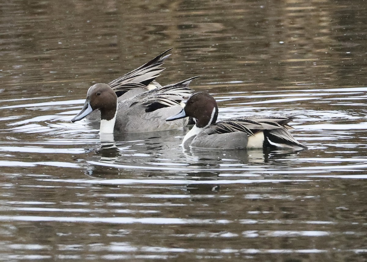 オナガガモ - ML651079632