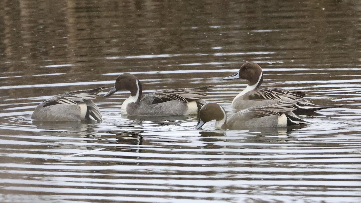 オナガガモ - ML651079633