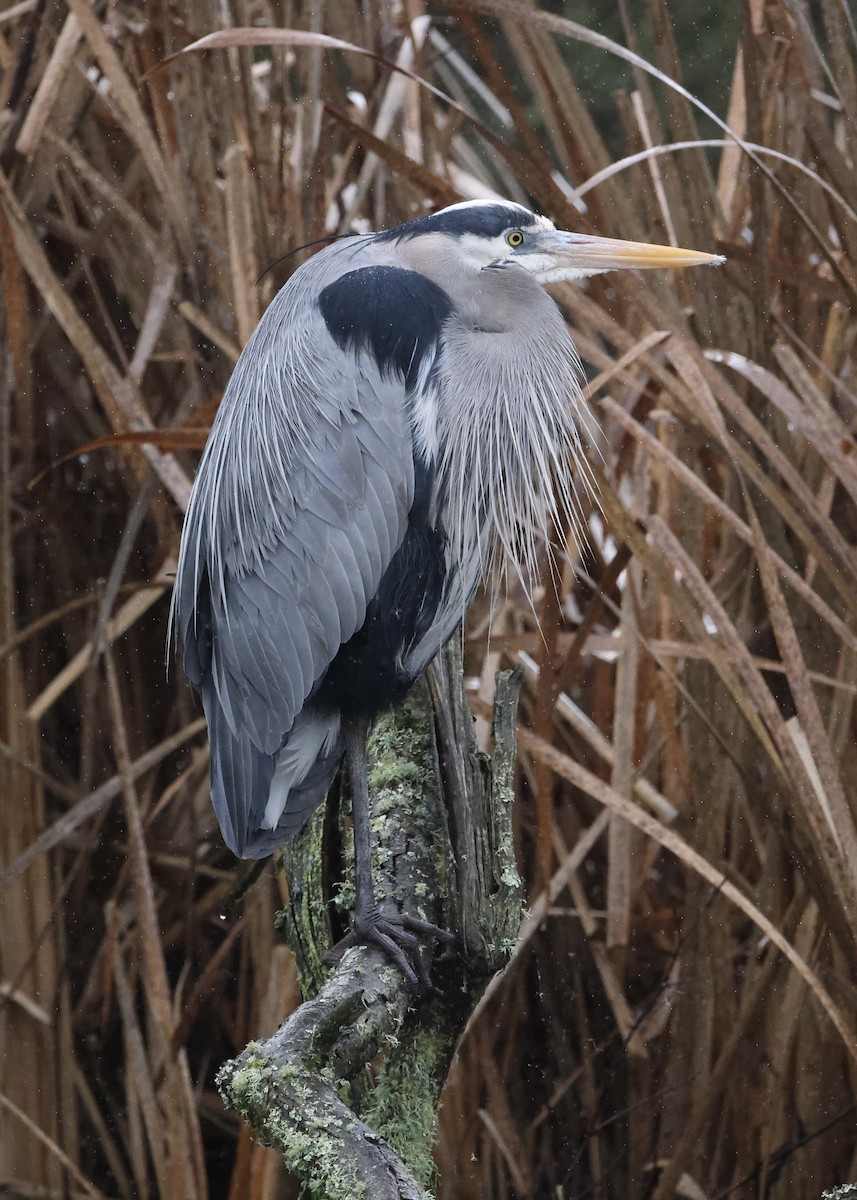 オオアオサギ - ML651079659