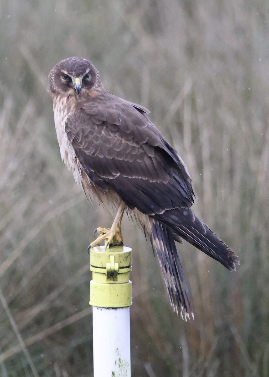 アメリカハイイロチュウヒ - ML651079712