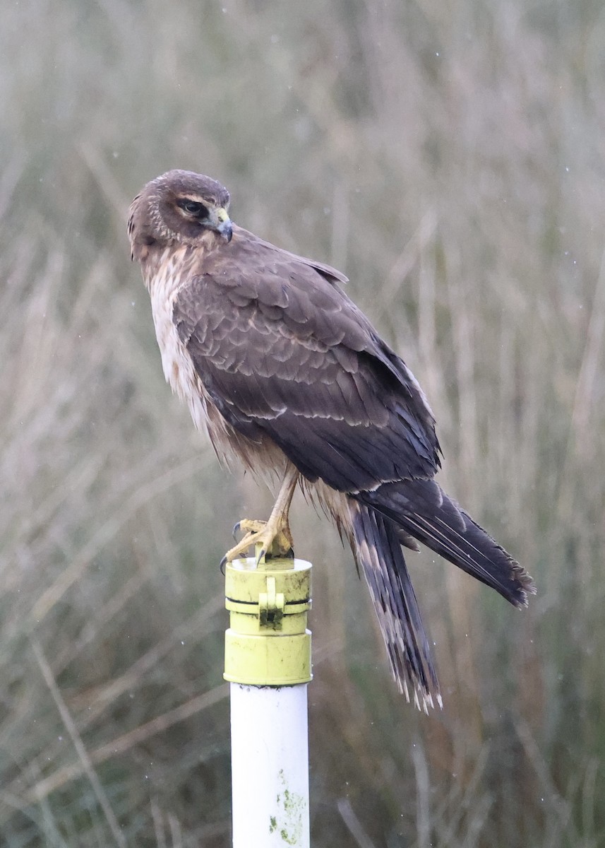 アメリカハイイロチュウヒ - ML651079713