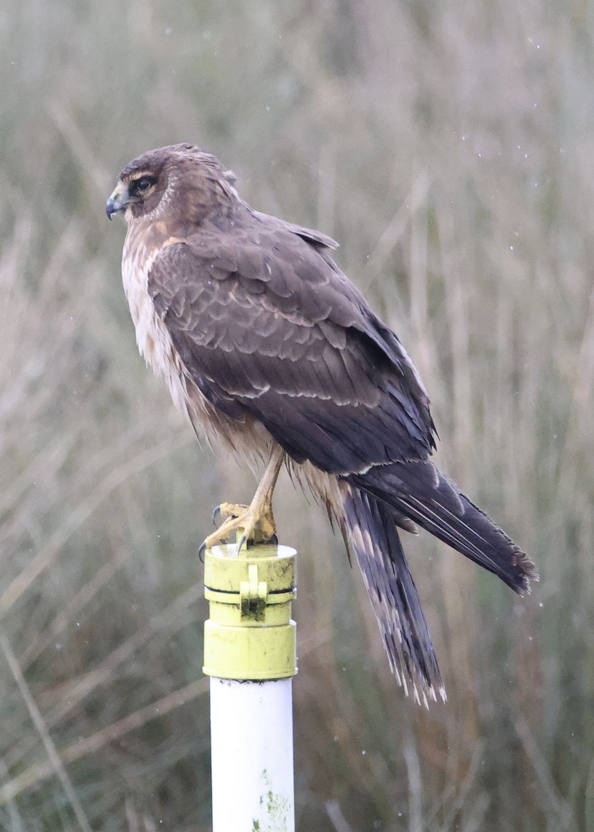 アメリカハイイロチュウヒ - ML651079714