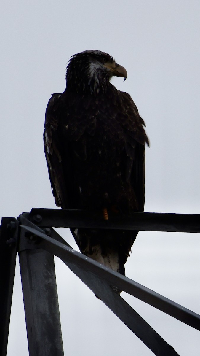 ハクトウワシ - ML651079736