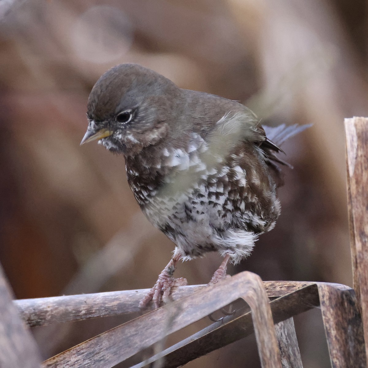 ゴマフスズメ - ML651079759