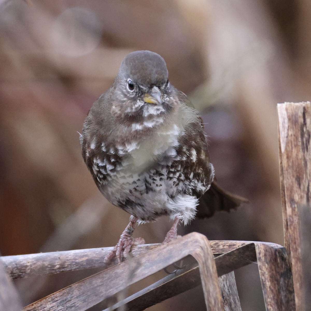 ゴマフスズメ - ML651079763