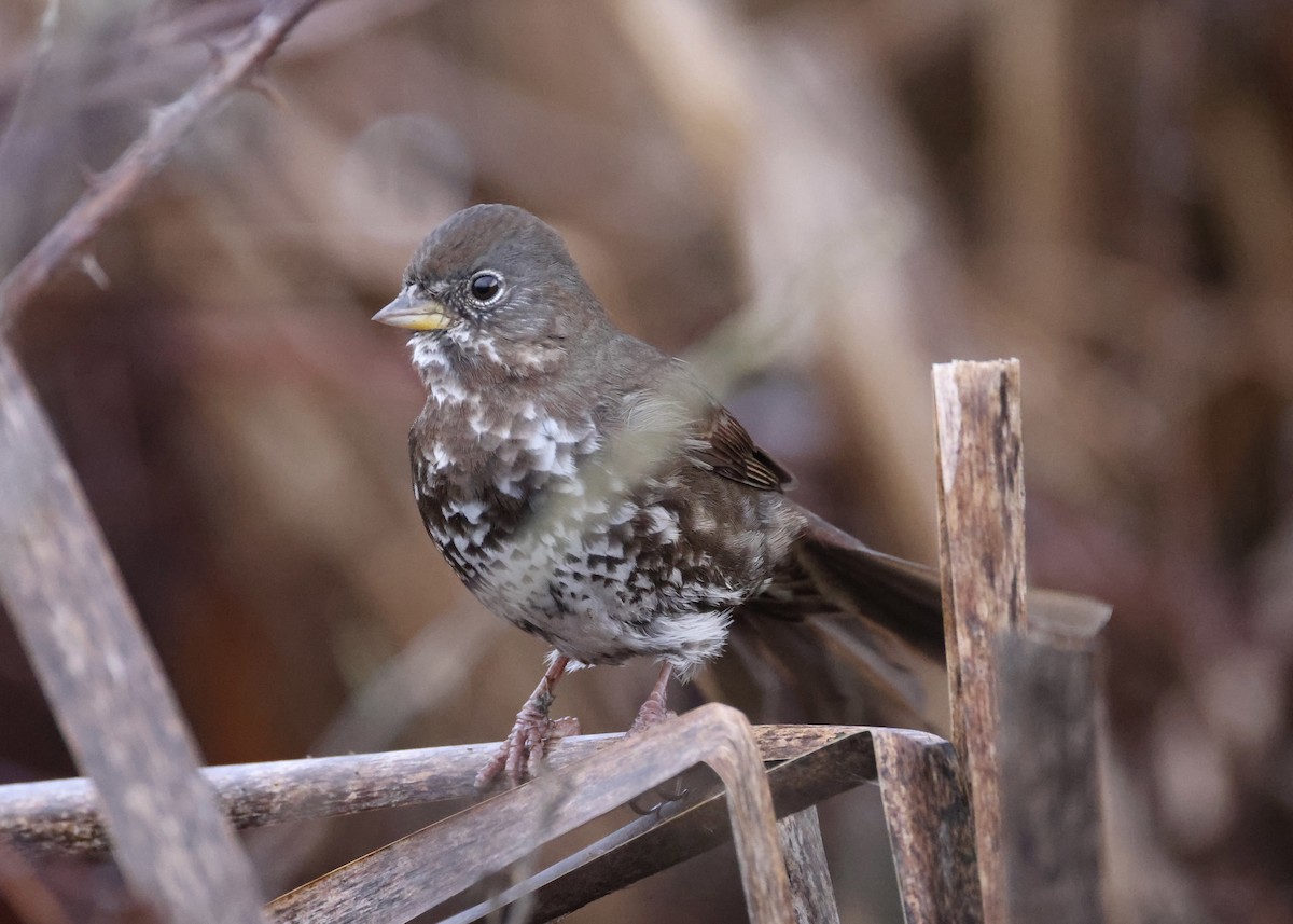 ゴマフスズメ - ML651079764