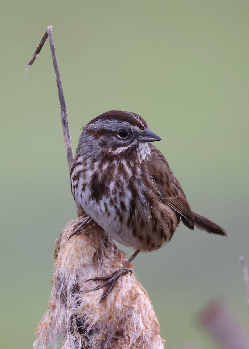 ウタスズメ - ML651079835