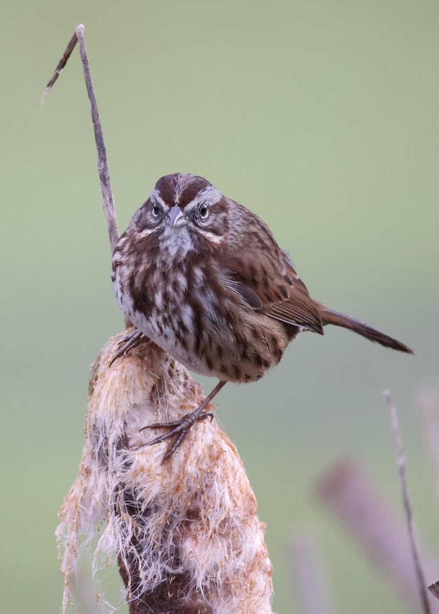 ウタスズメ - ML651079836