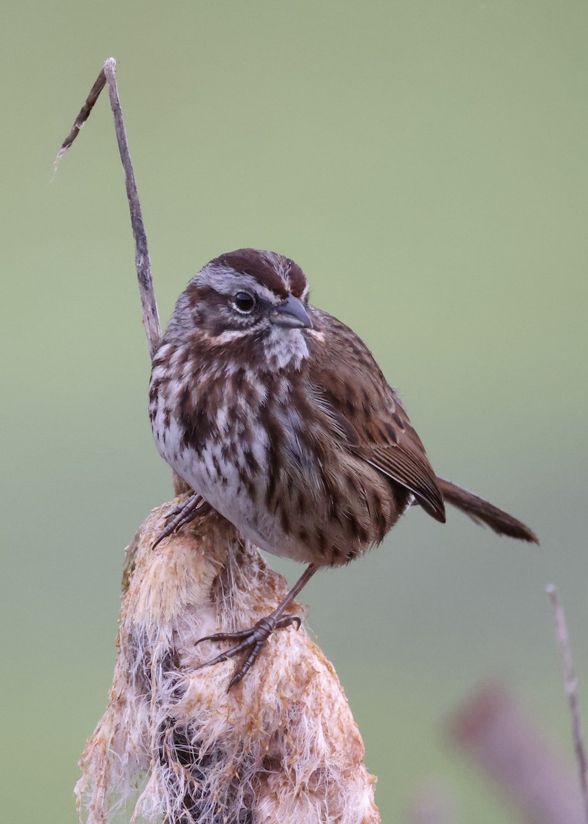 ウタスズメ - ML651079837