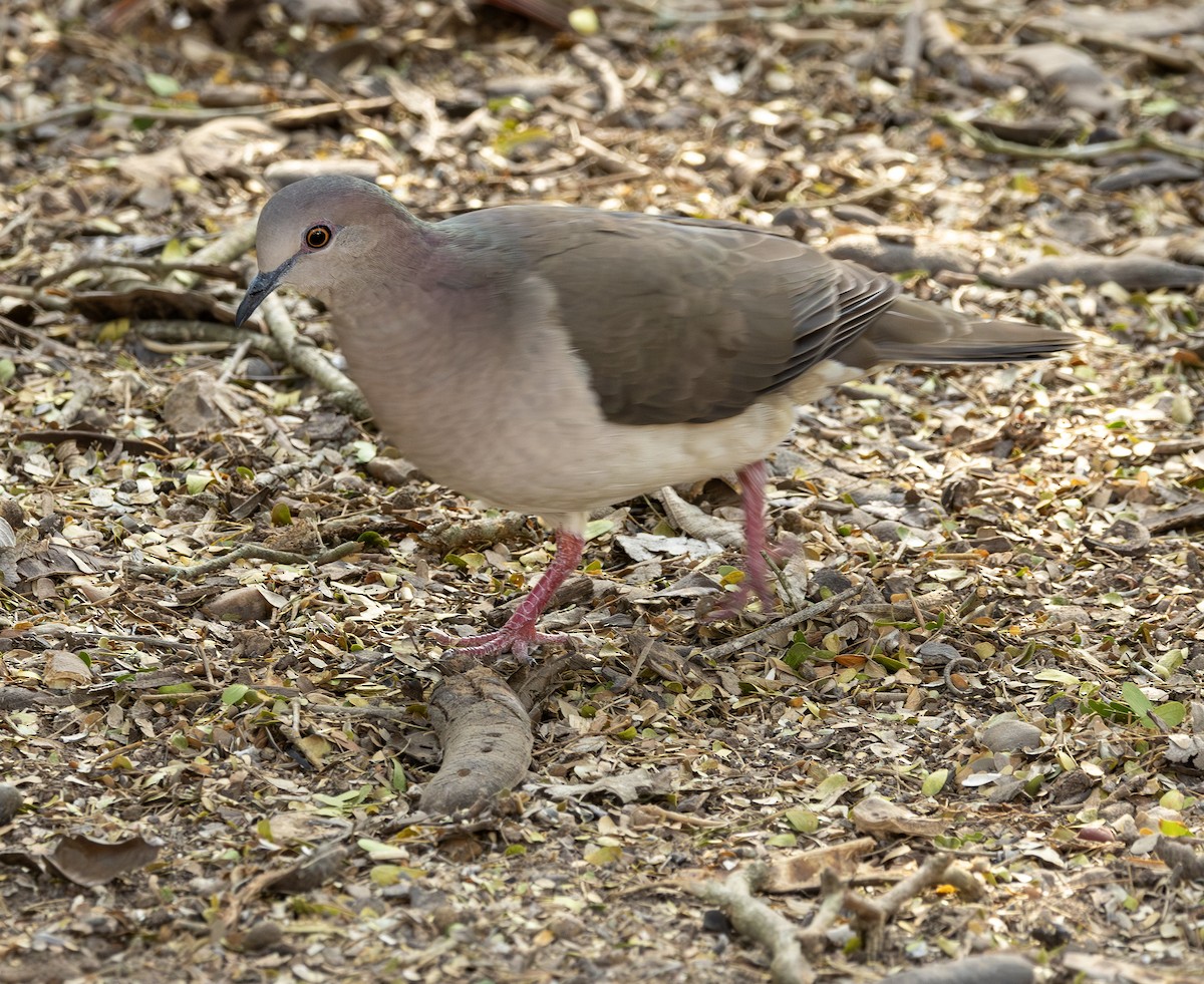 White-tipped Dove - ML651079890