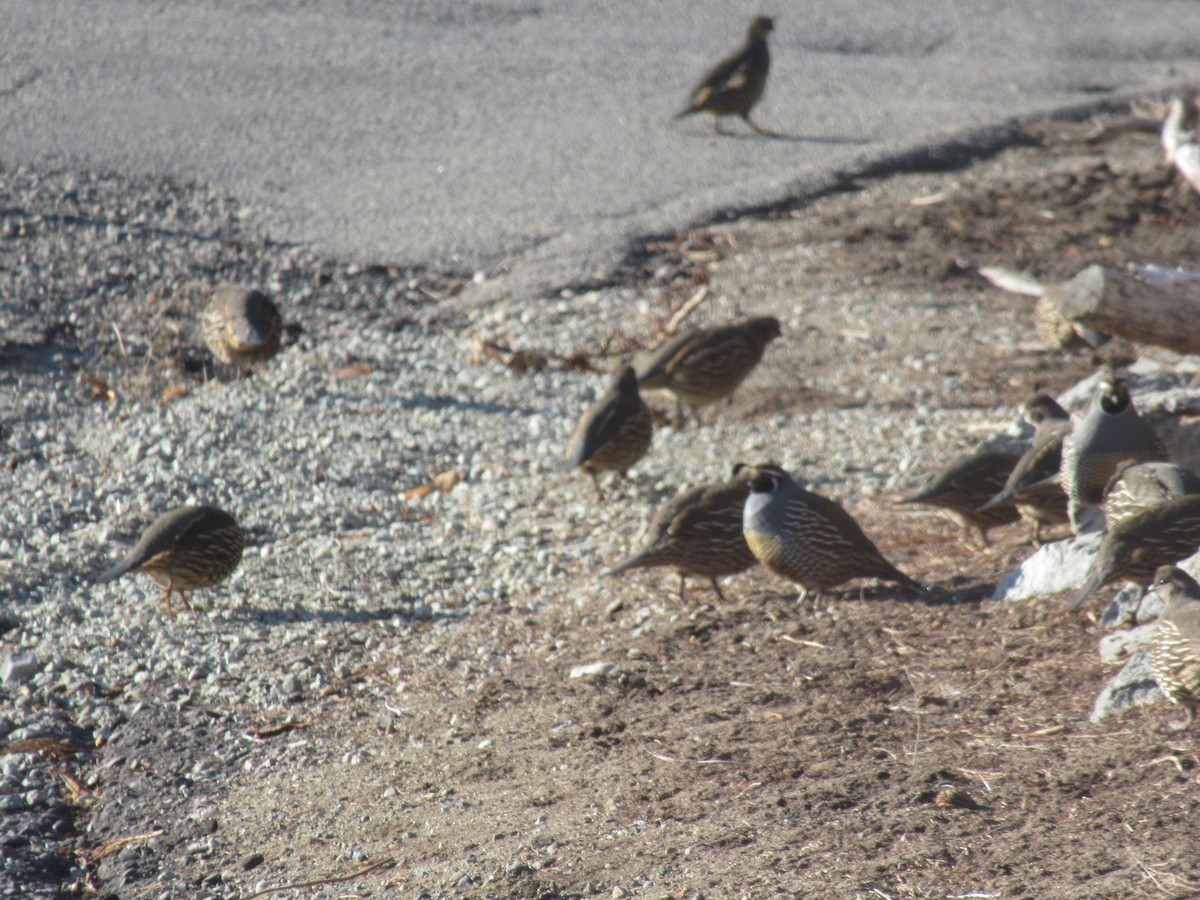 Colin de Californie - ML651079963