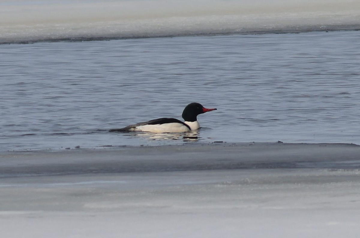 Большой крохаль - ML651080022