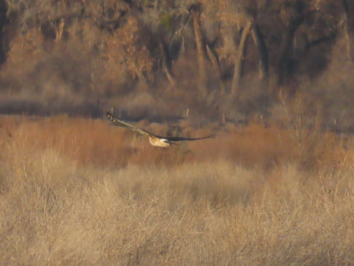 זרון אמריקני - ML651080324