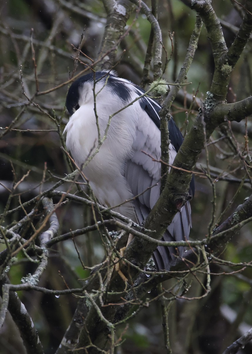 ゴイサギ - ML651080365