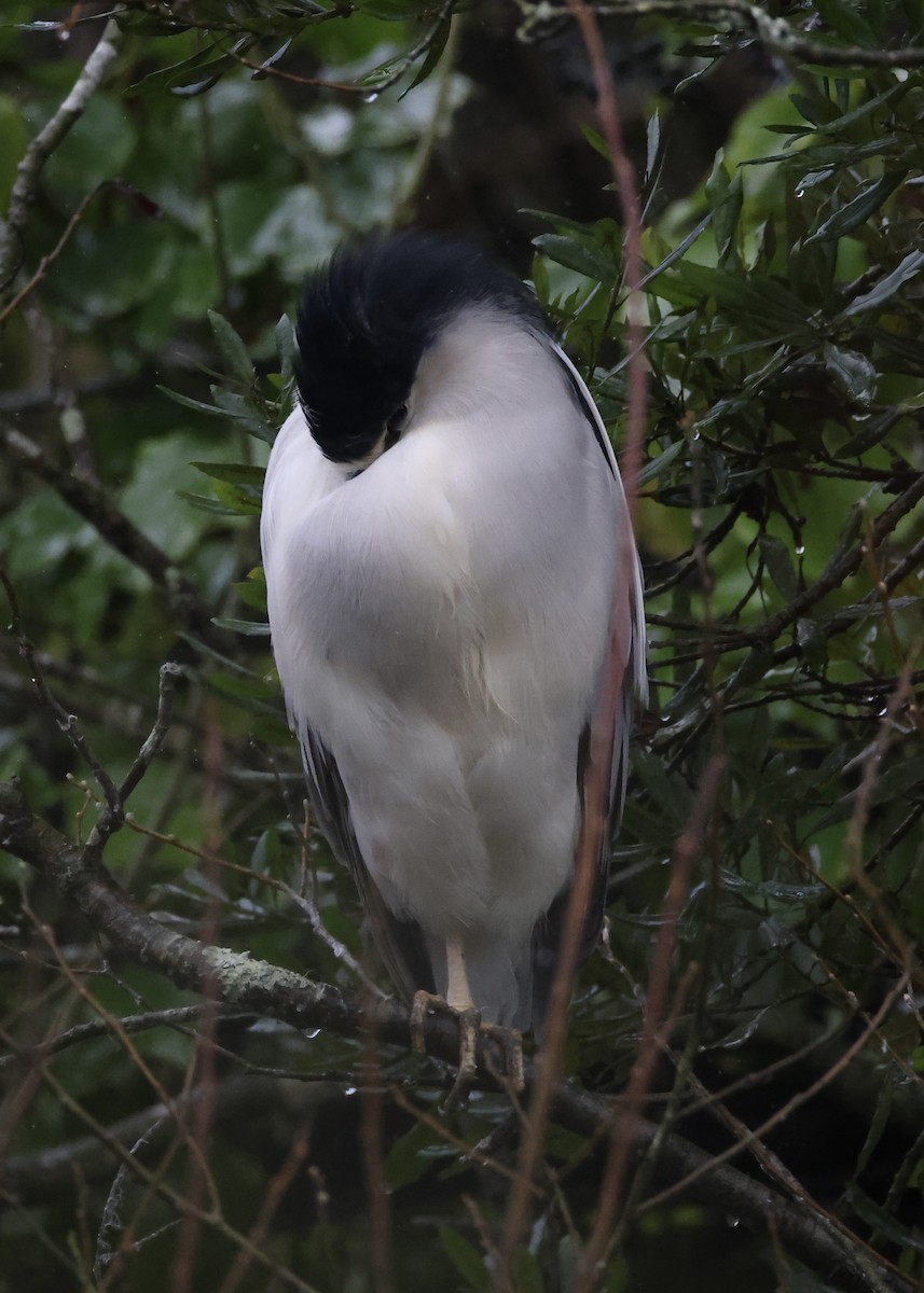 ゴイサギ - ML651080366