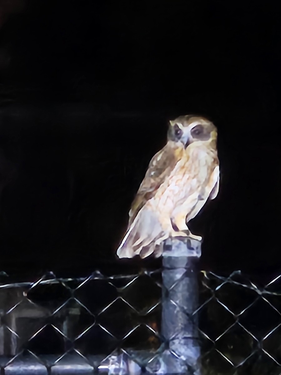 Australian Boobook - ML651080581