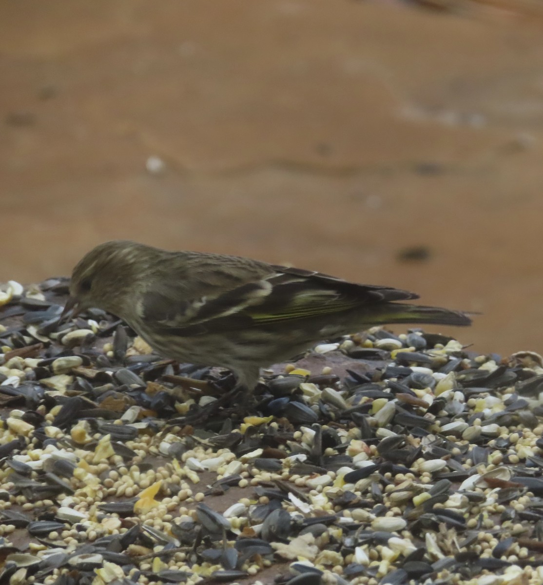 stripesisik - ML651080584