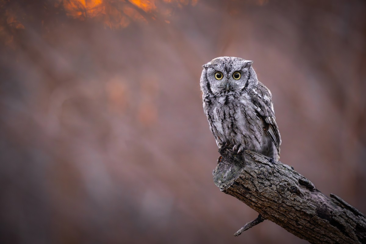 Eastern Screech-Owl - ML651080696