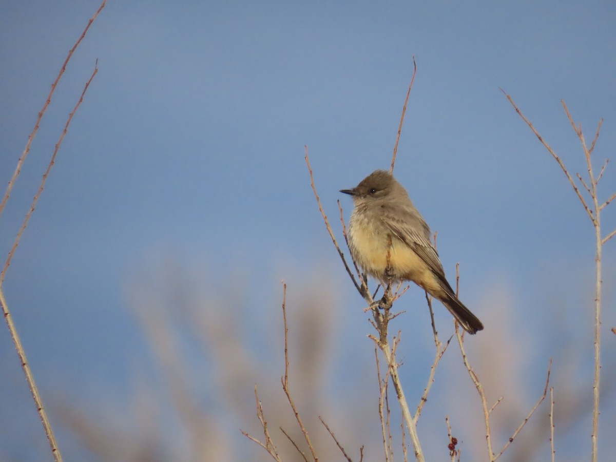 Say's Phoebe - ML651080724