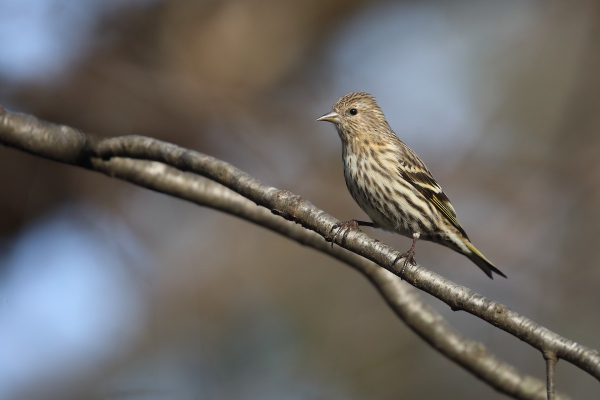 stripesisik - ML651080879