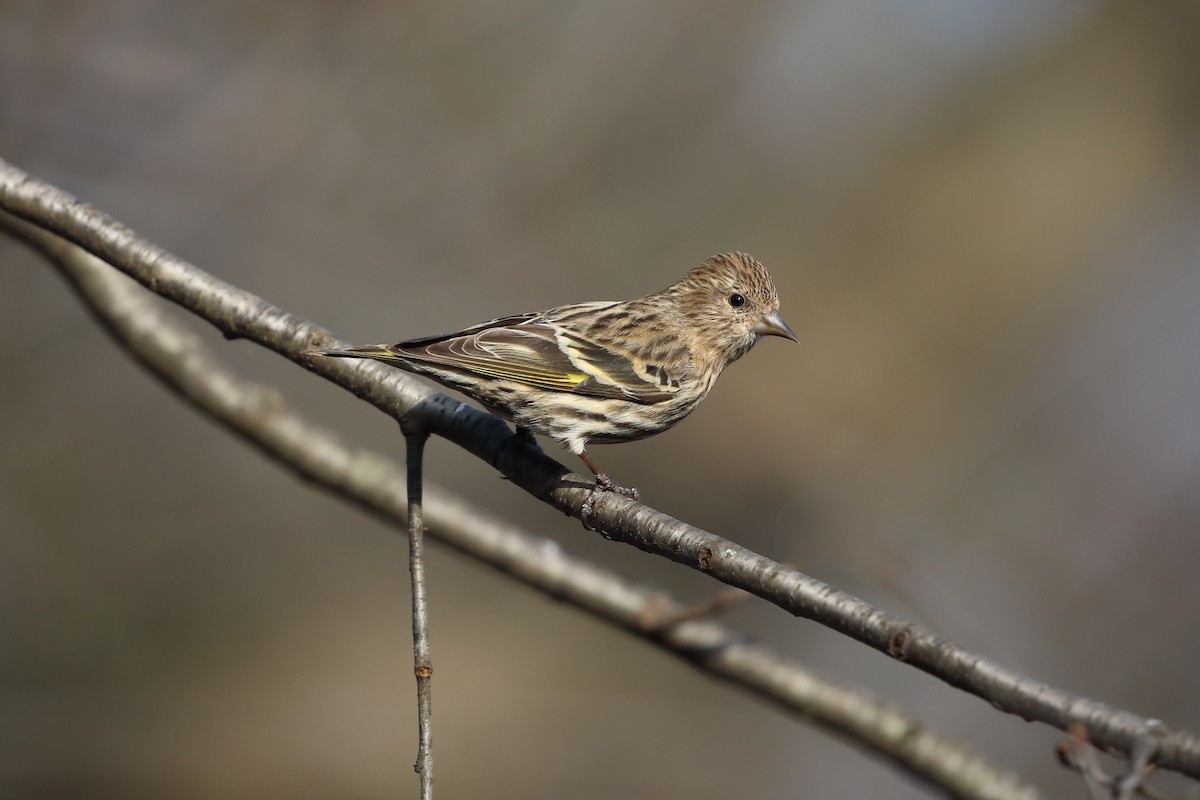 stripesisik - ML651081165