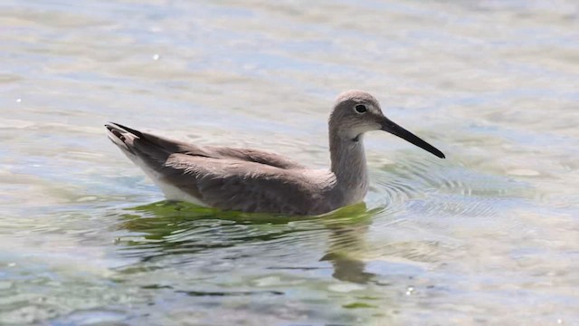 Piro piro semipalmato - ML651081287