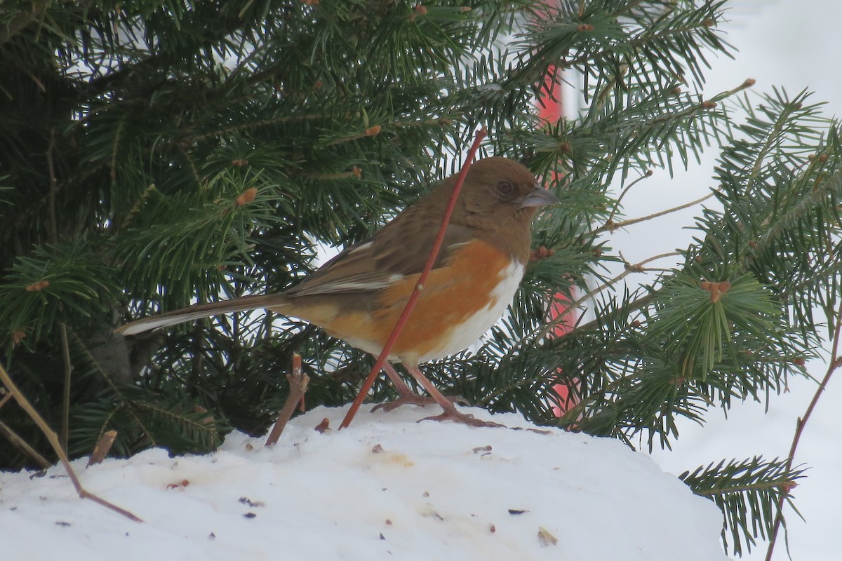 Toquí Flanquirrufo - ML651082005