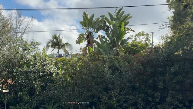 Кедровый свиристель - ML651082025