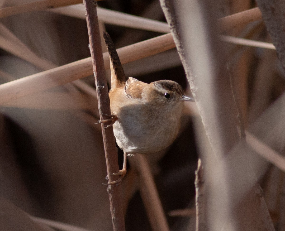 Marsh Wren (plesius Group) - ML651082682