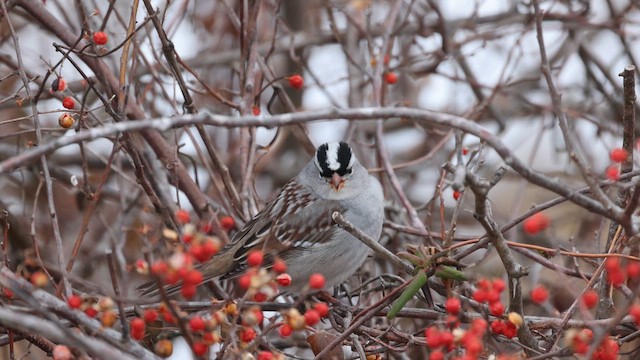 Бруант білобровий - ML651082893