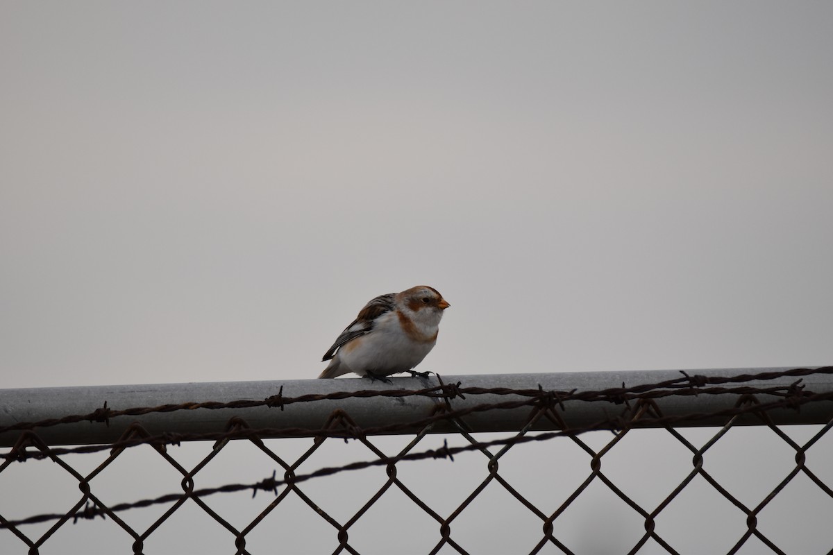 Elur-berdantza - ML651082972