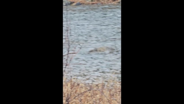 Пронурок сірий - ML651083166