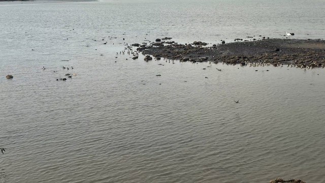 Неголь довгодзьобий - ML651083601