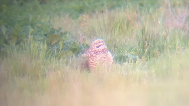 Сич американський - ML651083930