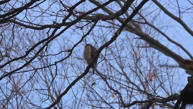 Яструб чорноголовий - ML651084287